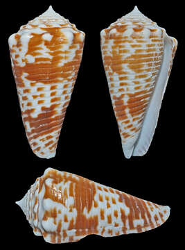 صورة Conus sulcocastaneus Kosuge 1981