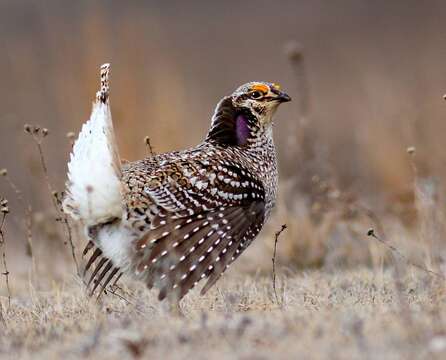 Image of Sharp-tailed Grouse