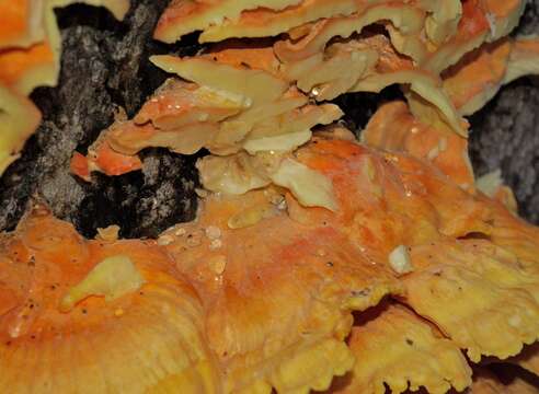 Image of Bracket Fungus