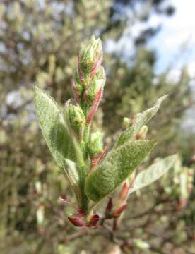 Image of Snowy Mespilus