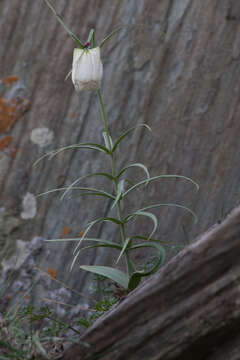 Image of Fritillaria verticillata Willd.