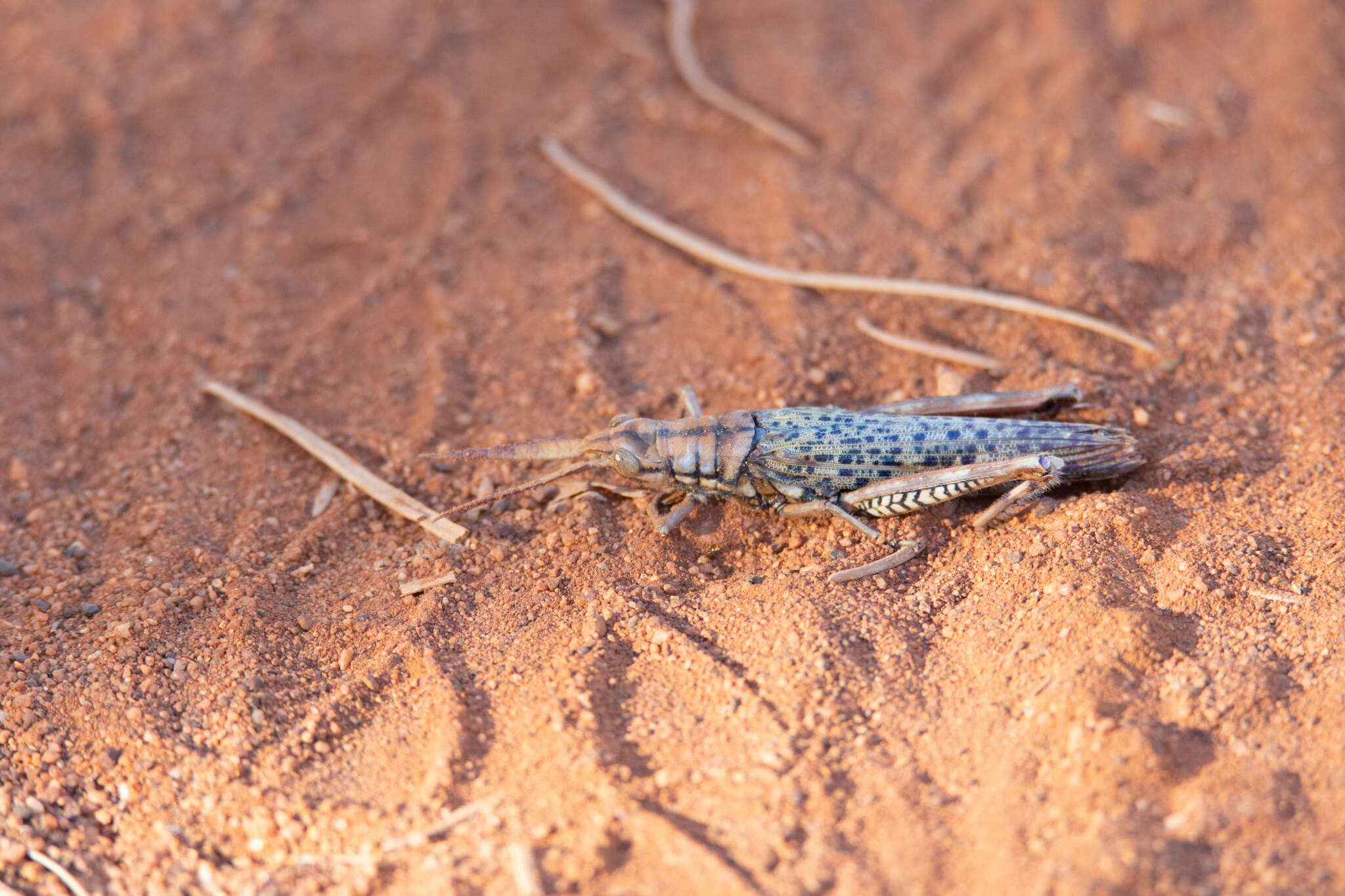 Macrolobalia ocellata (Tepper 1896)的圖片