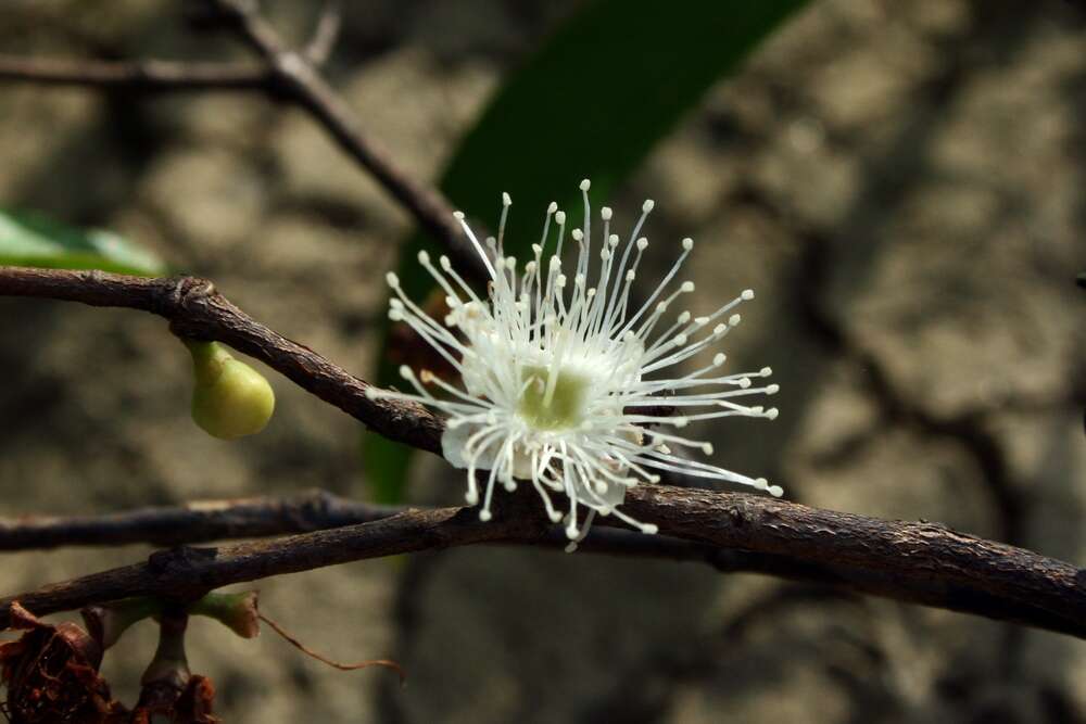 Image of Camu-Camu in pito