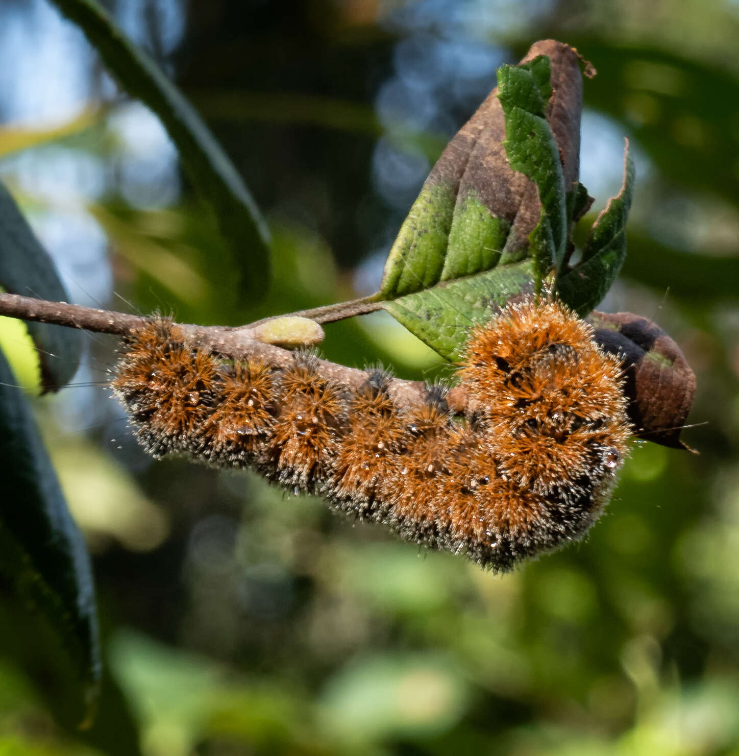 Acronicta hastulifera Smith & Abbot 1797的圖片