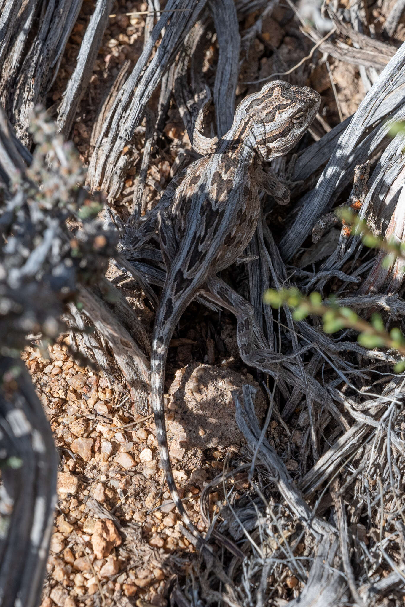 Image of Bell's anole