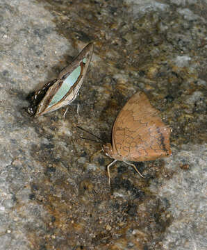 صورة Charaxes bernardus hierax Felder 1866