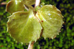 Image of Epilobium pedunculare A. Cunn.