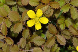 Image of Argentina anserinoides (Raoul) J. Holub