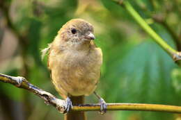 Imagem de Pachycephala pectoralis xanthoprocta Gould 1838