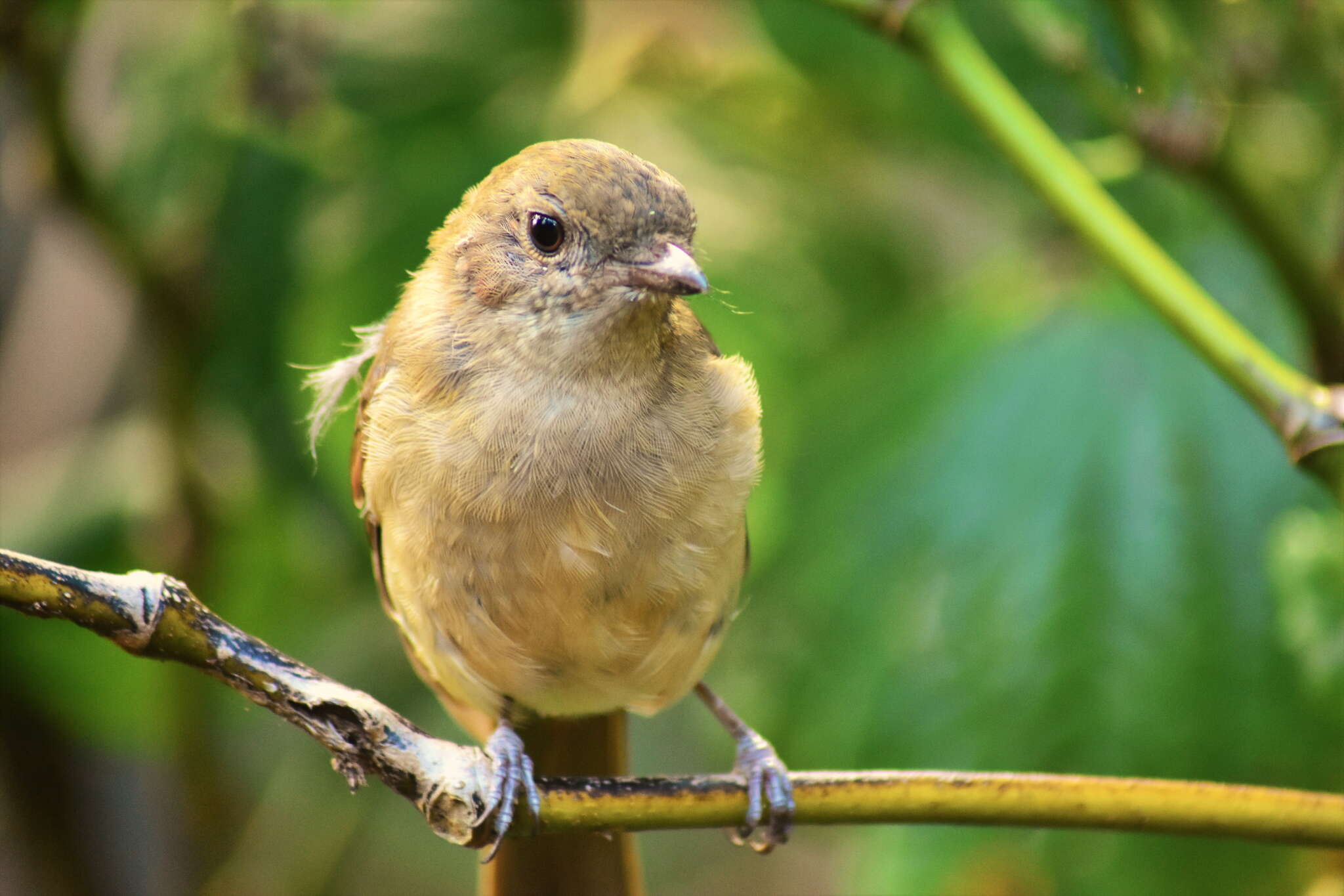 Imagem de Pachycephala pectoralis xanthoprocta Gould 1838