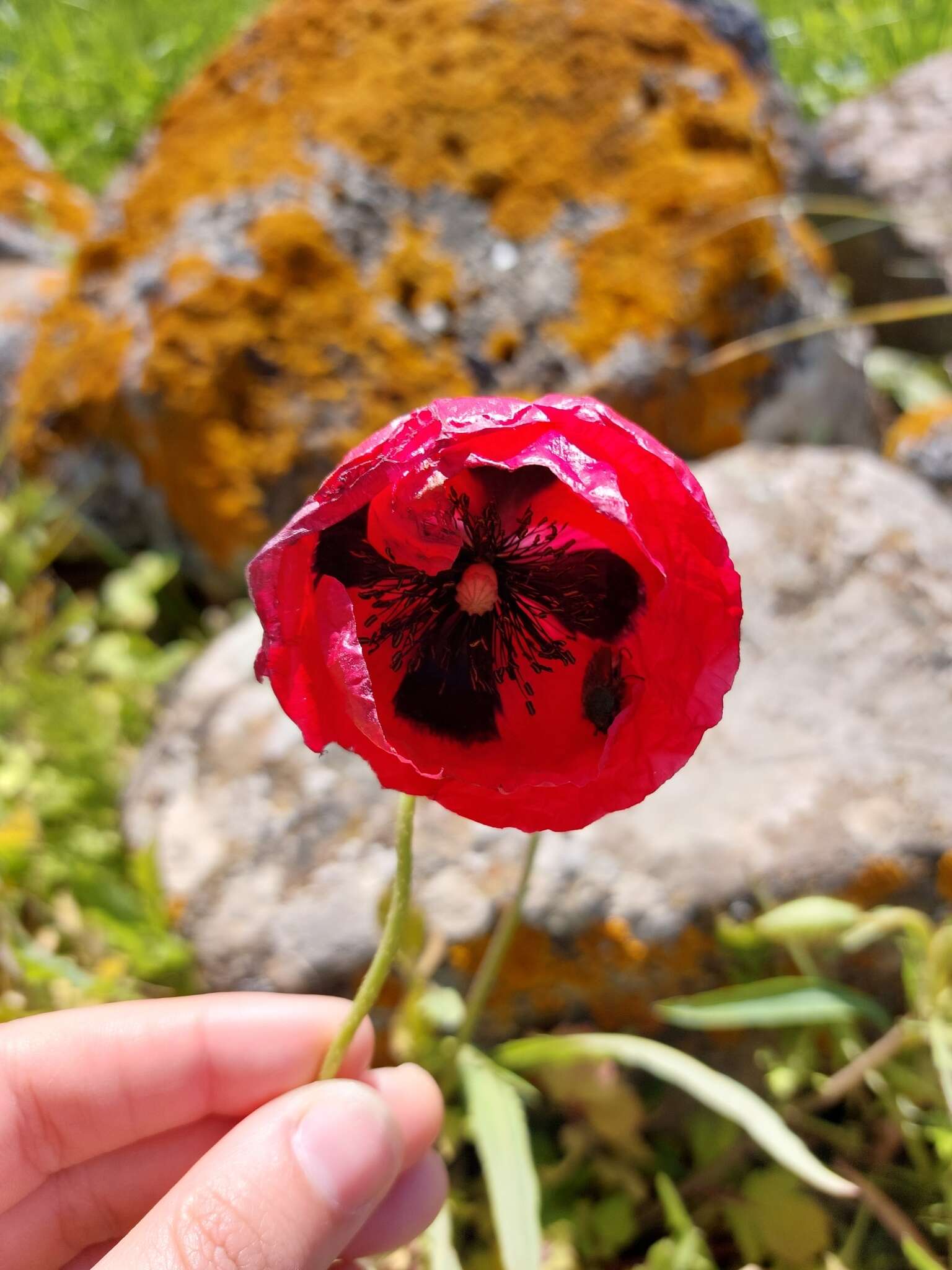 Imagem de Papaver umbonatum Boiss.