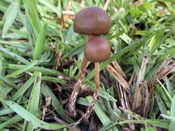 Plancia ëd Psilocybe subtropicalis Guzmán 1995