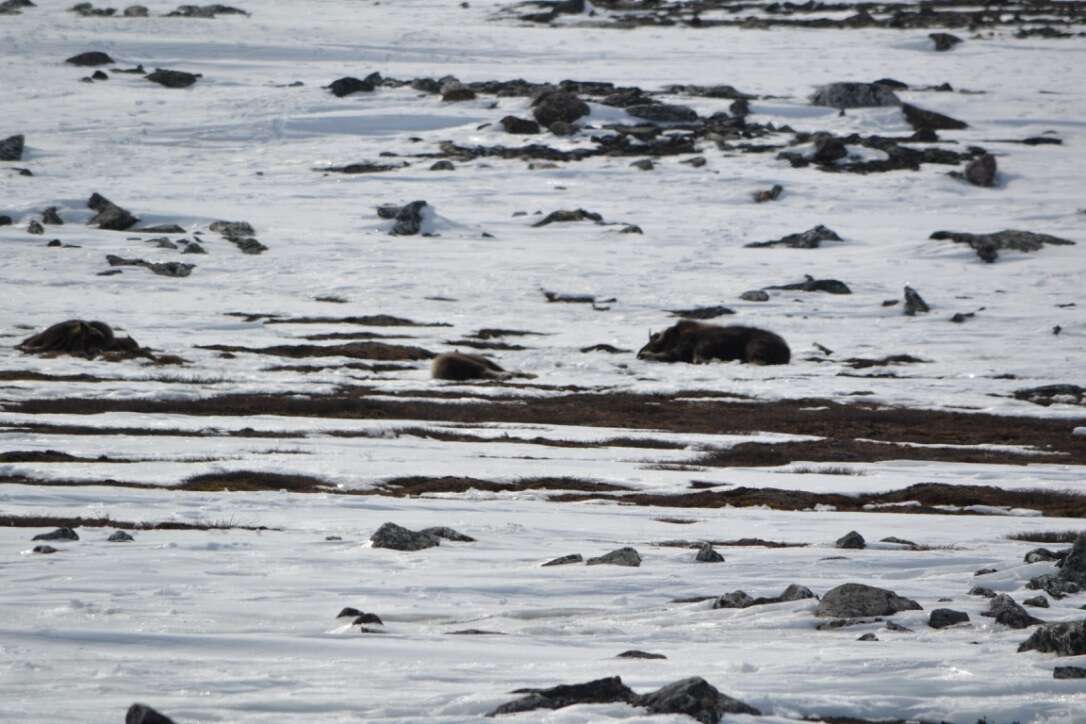 Image of muskox