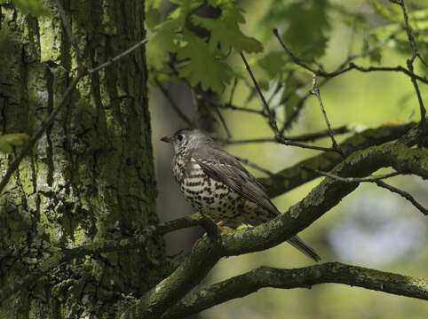 Image of Mistle Thrush