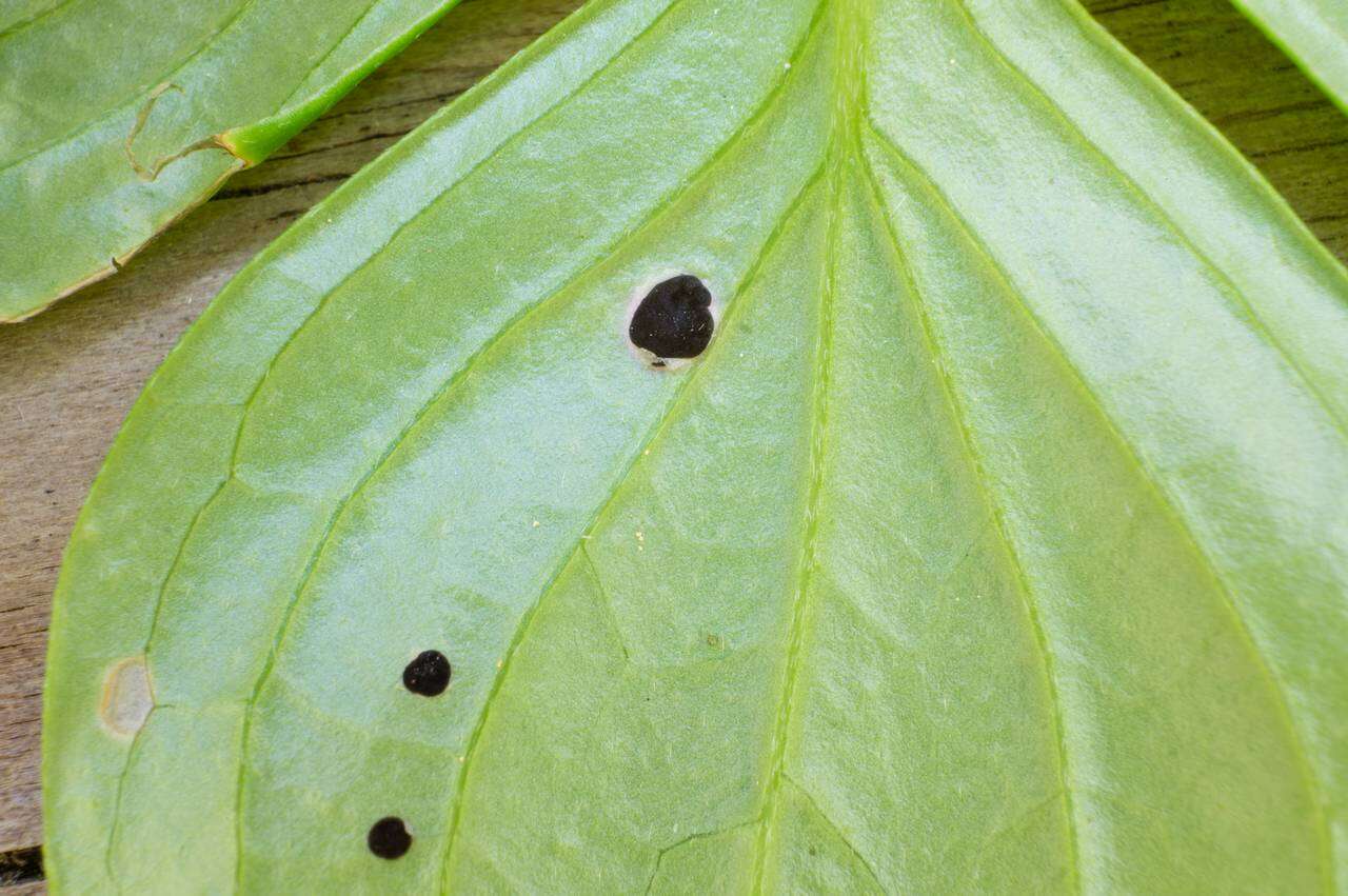 Image of bunchberry dogwood