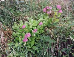 Image of Orpine