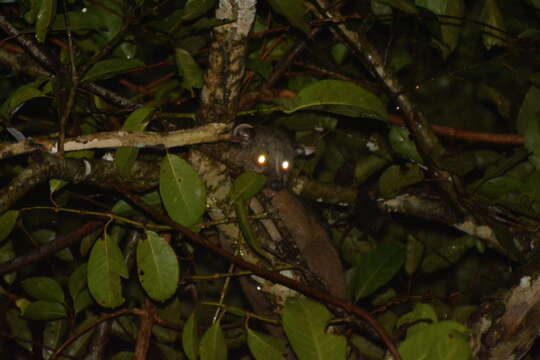 Image of small-toothed palm civet