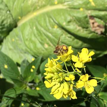 Image of Chinese mustard