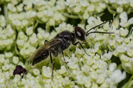 Image of Astata unicolor Say 1824