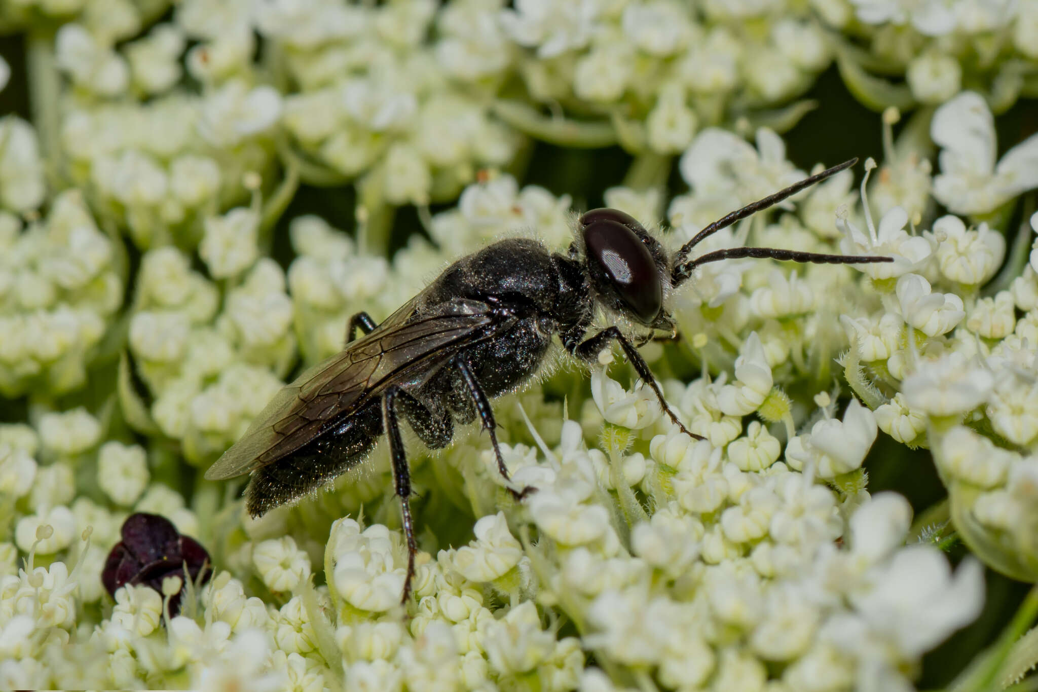 Imagem de Astata unicolor Say 1824