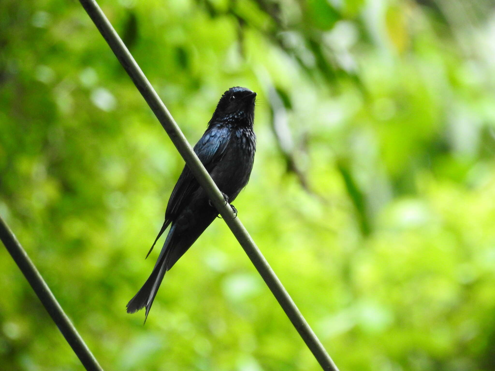 Image de Drongo bronzé