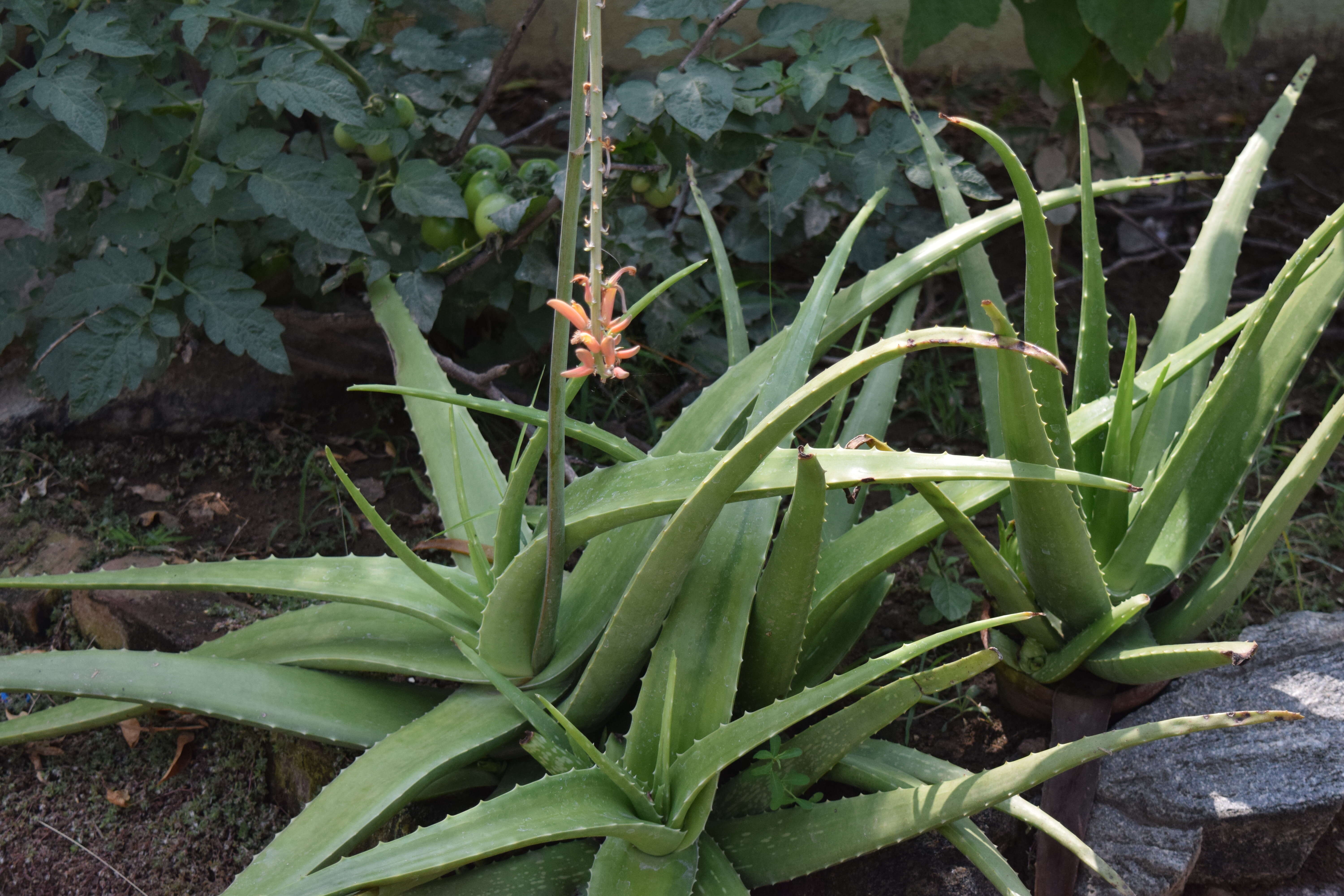 Image of Aloe vera