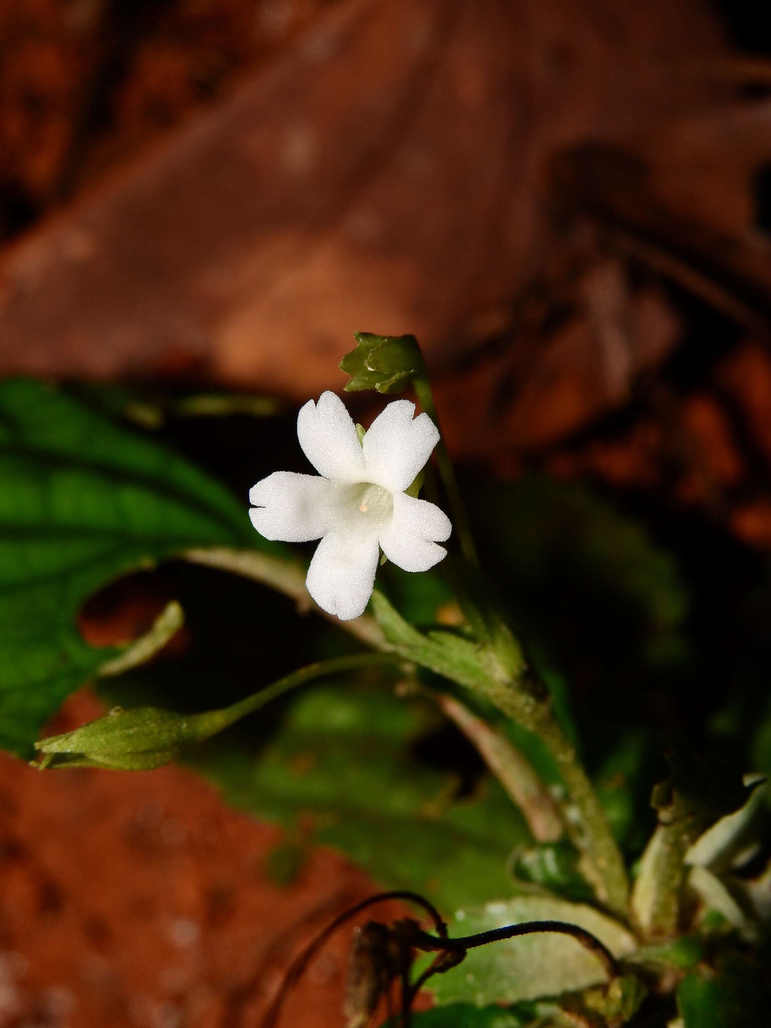 Image of Napeanthus macrostoma Leeuwenb.