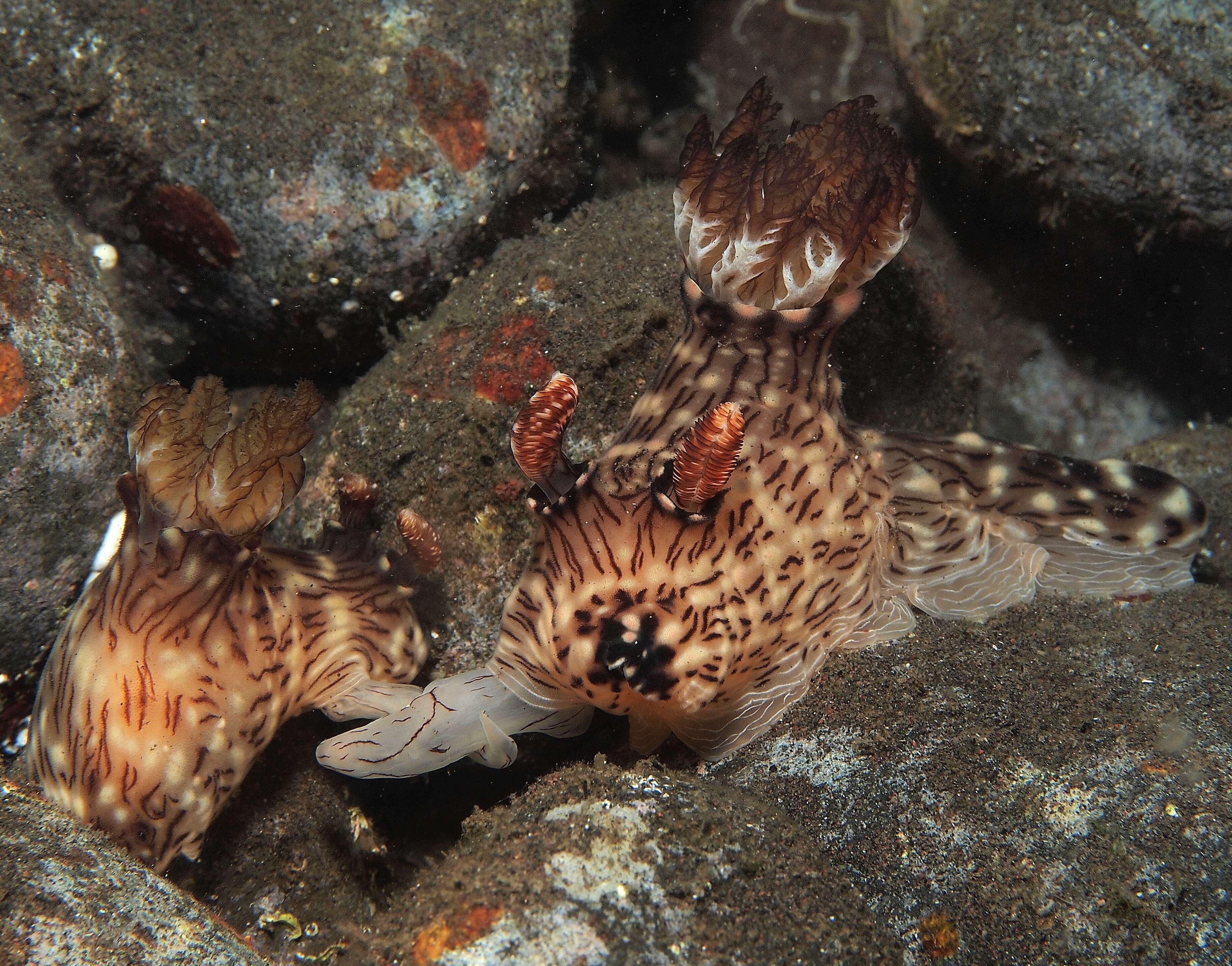 Jorunna rubescens (Bergh 1876) resmi