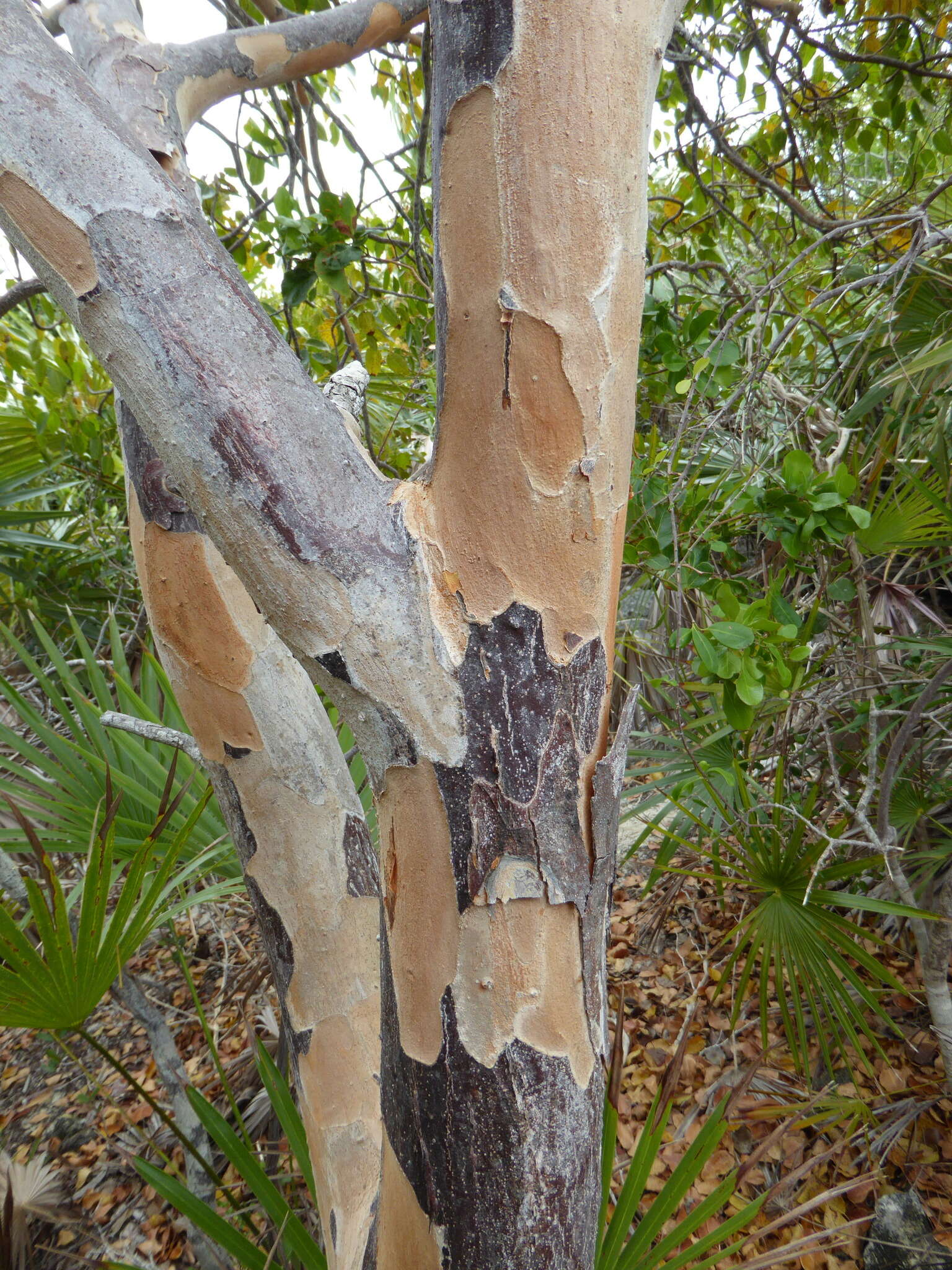 Image of Florida poisontree