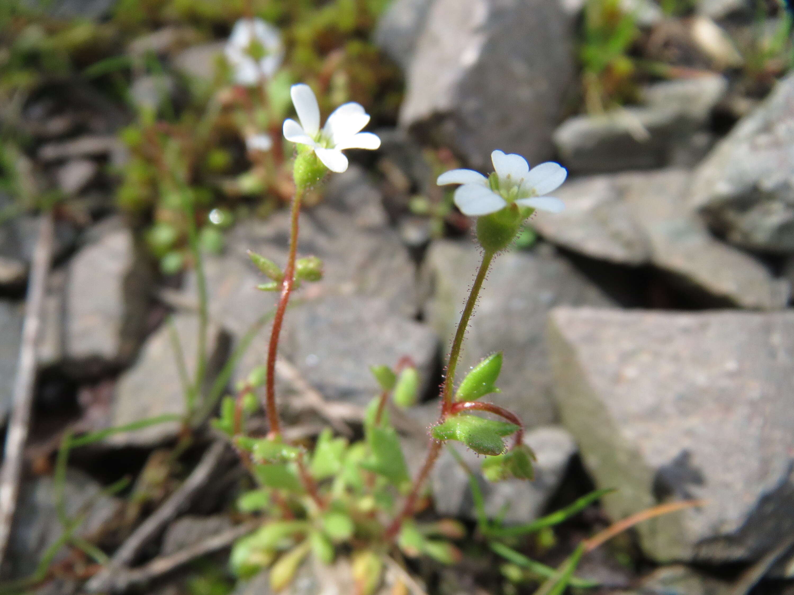 Image of nailwort