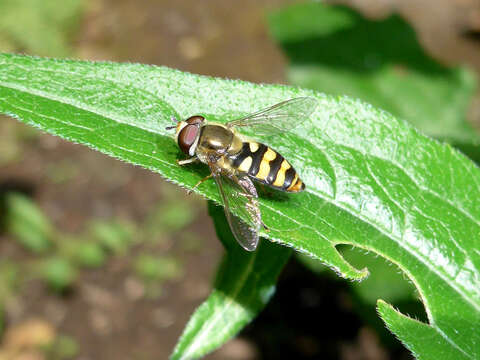 Image of Eupeodes fumipennis (Thomson 1869)