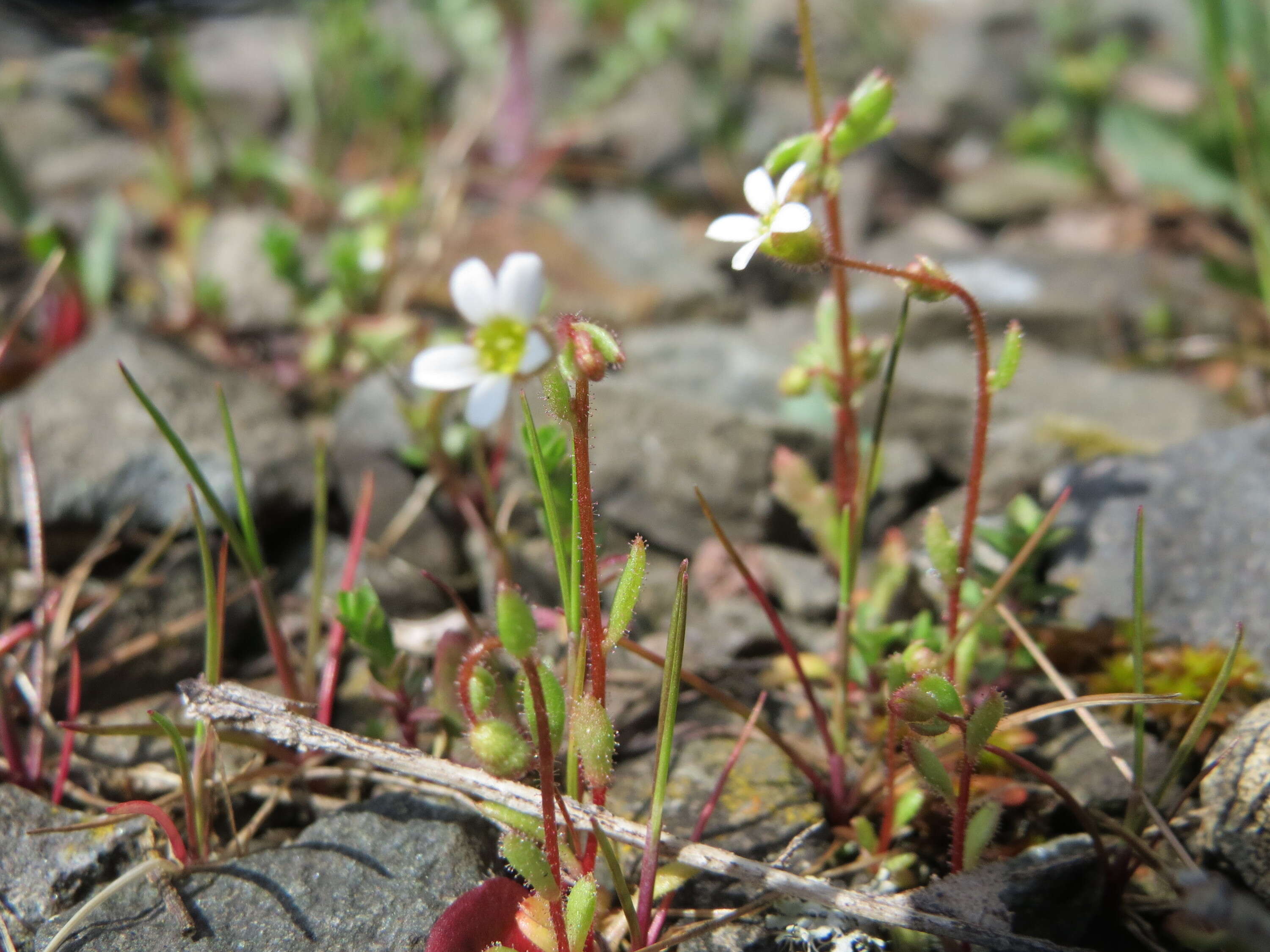 Image of nailwort