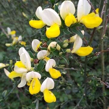 Image de Cytisus commutatus (Willk.) Briq.