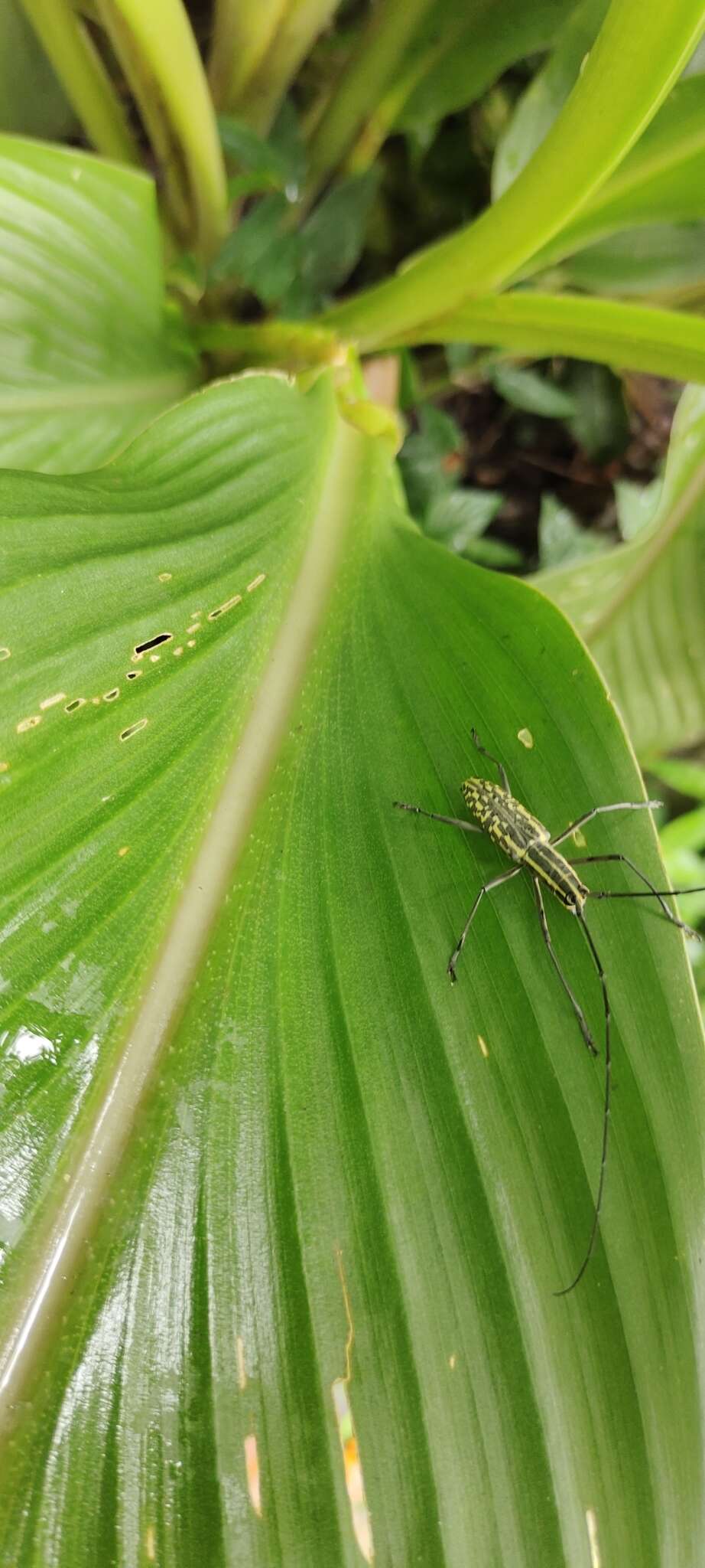 Macrochenus tigrinus (Olivier 1792)的圖片