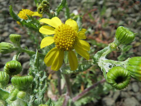 Image of eastern groundsel