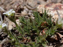 Image of Nuttall's sandwort