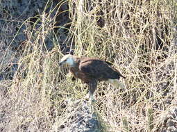 Image of Madagascan Fish Eagle