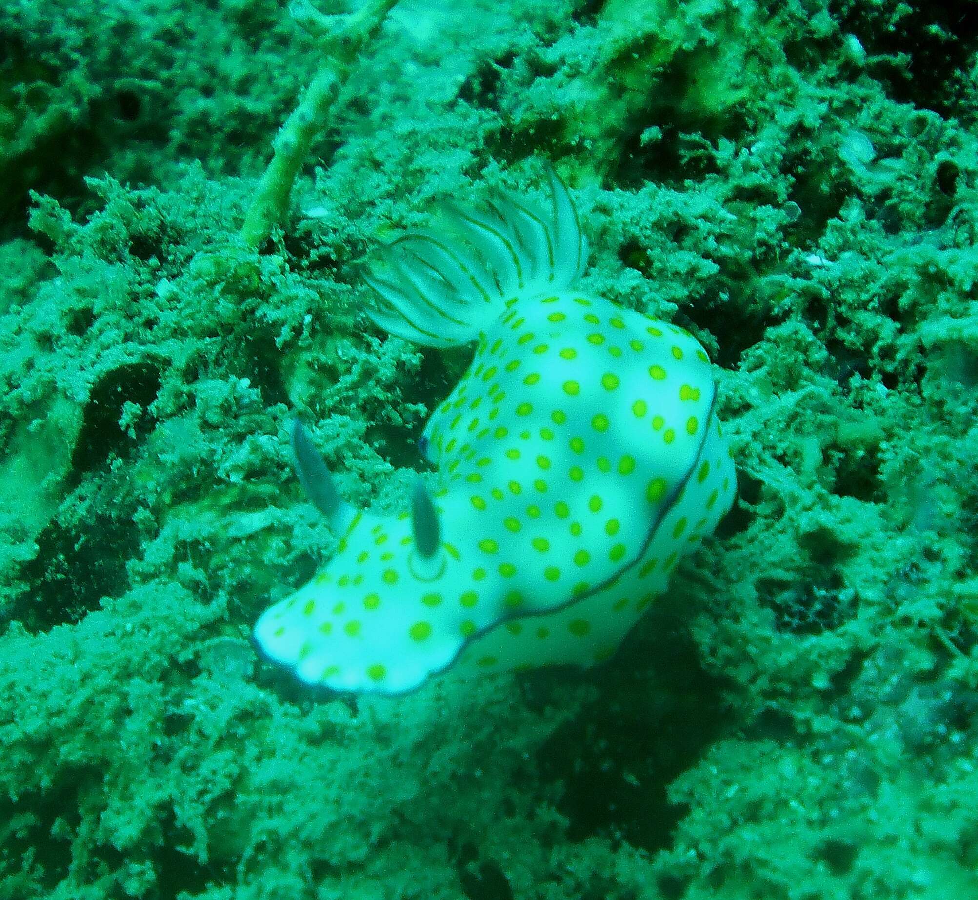 Image de Hypselodoris pulchella (Rüppell & Leuckart 1830)