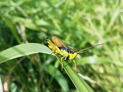 Podismopsis poppiusi (Miram 1907)的圖片