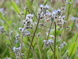 Image of strict forget-me-not