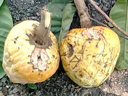 Image of custard apple