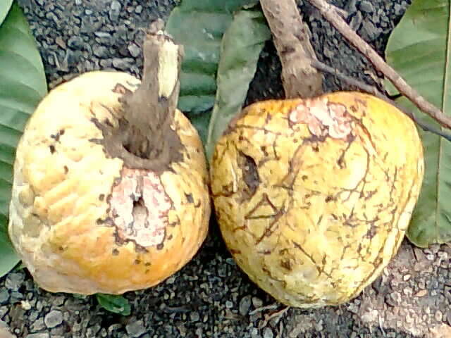 Image of custard apple