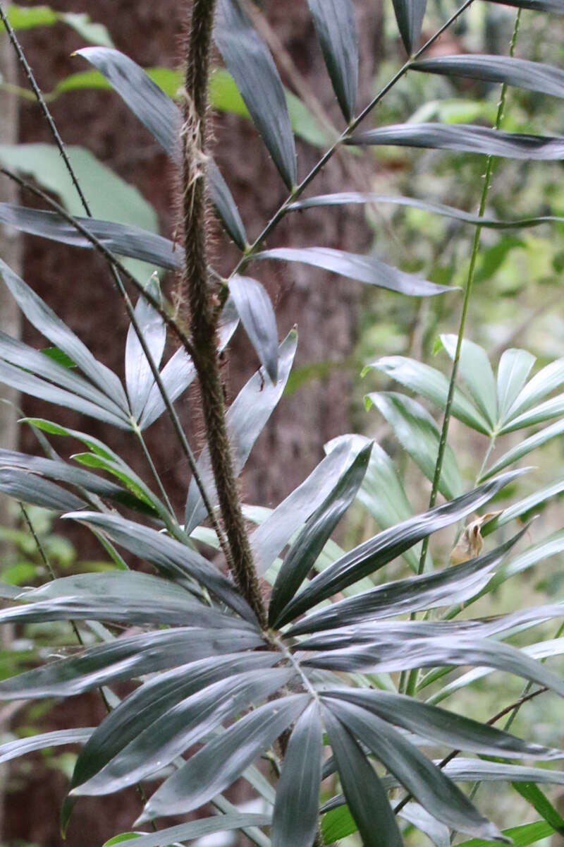 Image of Large-seeded lawyer's vine