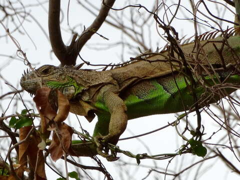 Image of Green iguana