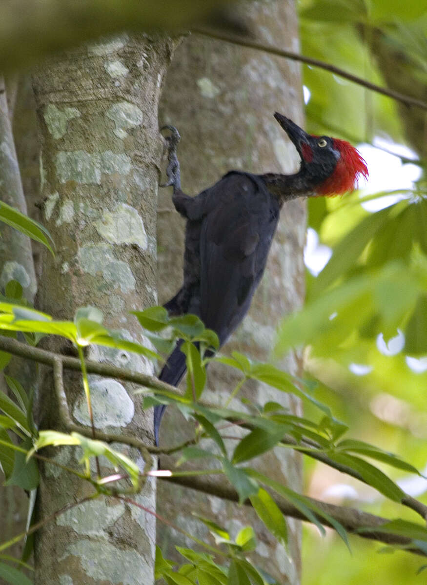 Image of Andaman Woodpecker