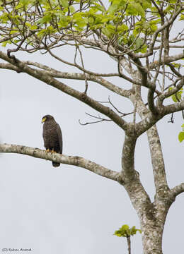 Image de Serpentaire des Andaman