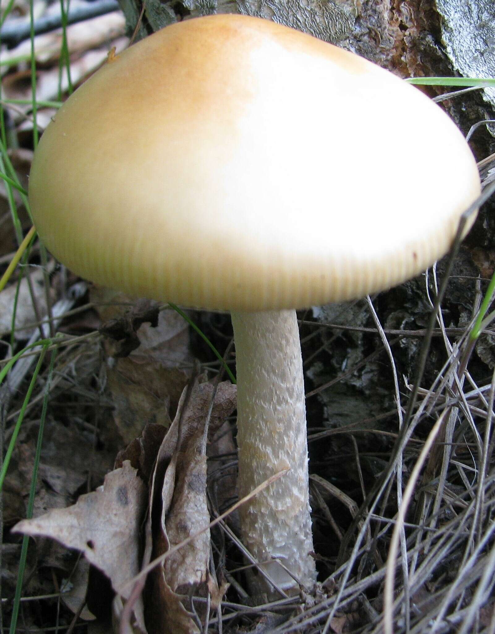 Image de Amanita contui Bon & Courtec. 1989