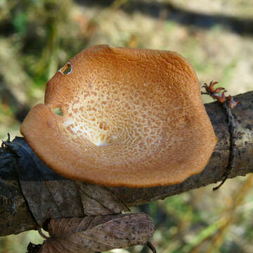 Image de Polypore du mûrier