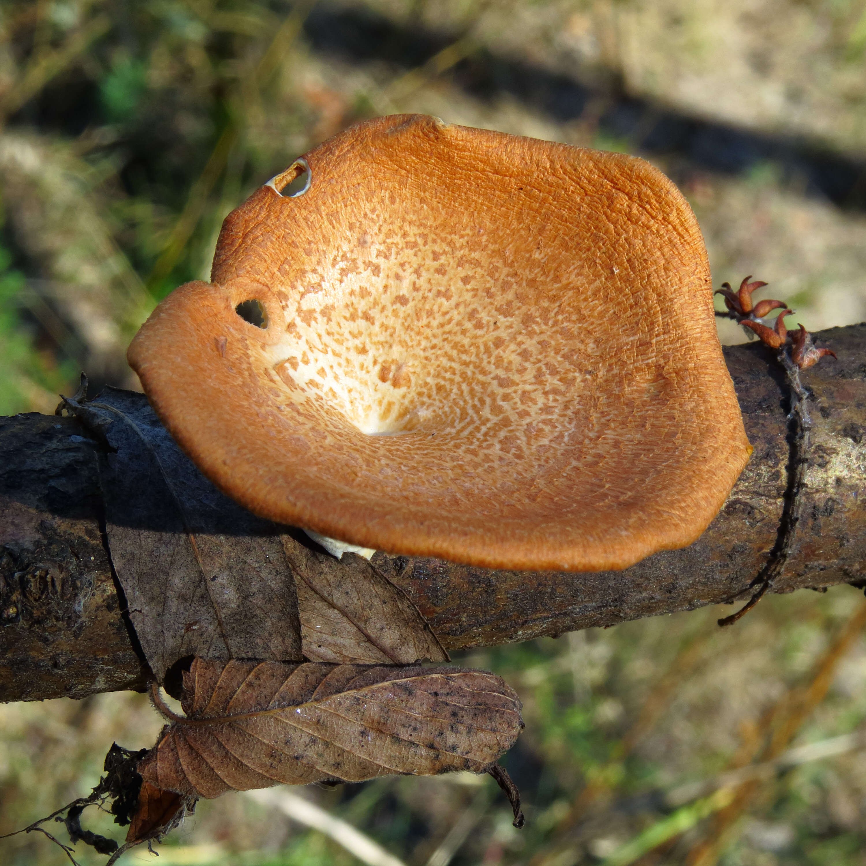 Image of Neofavolus alveolaris (DC.) Sotome & T. Hatt. 2016