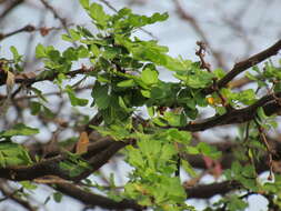 Plancia ëd Vachellia pringlei (Rose) Seigler & Ebinger